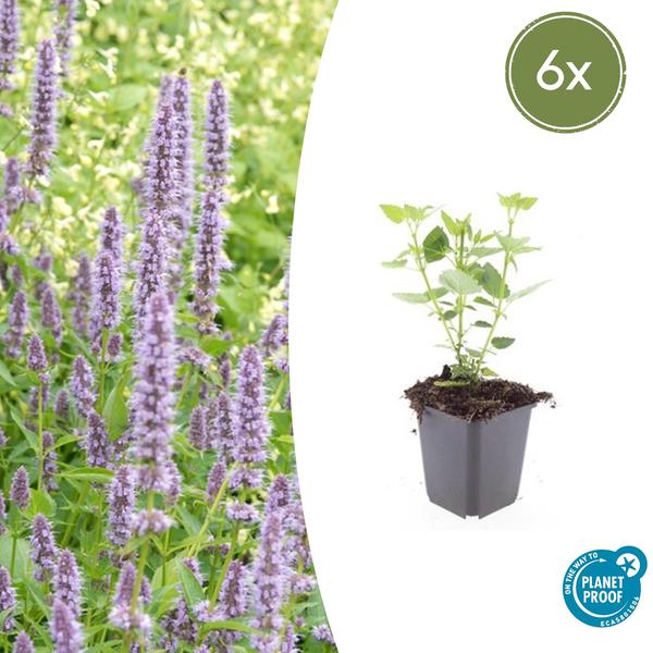 Agastache 'Blue Fortune' - ↕10-25cm - Ø9cm - 6x  BotanicBridge