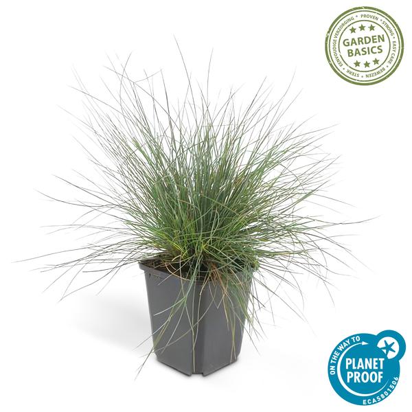 Festuca glauca 'Elijah Bleu' - ↕10-25cm - Ø9cm  - 6x  BotanicBridge