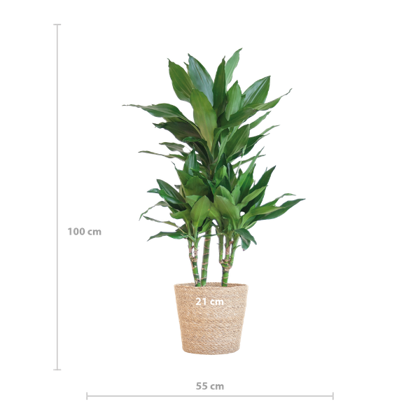 Dracaena  Janet Lindt met Sofia mand naturel - 95cm - Ø21  BotanicBridge