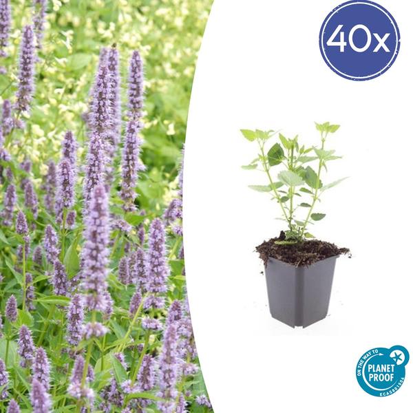 Agastache 'Blue Fortune' - ↕10-25cm - Ø9cm - 40x  BotanicBridge