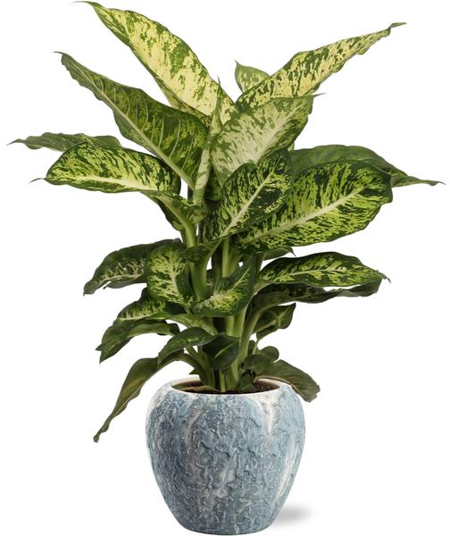 Dieffenbachia Mars - Ø17cm - ↕50cm + Doug Pot D18x16cm - Grijs Wit  BotanicBridge