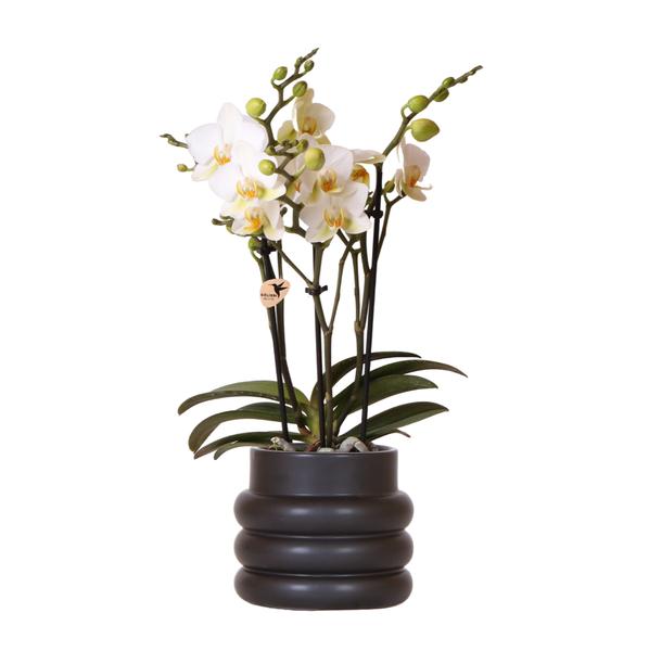 Kolibri Orchids | Witte phalaenopsis orchidee - Lausanne + Bubble pot black- potmaat Ø9cm | bloeiende kamerplant - vers van de kweker  BotanicBridge