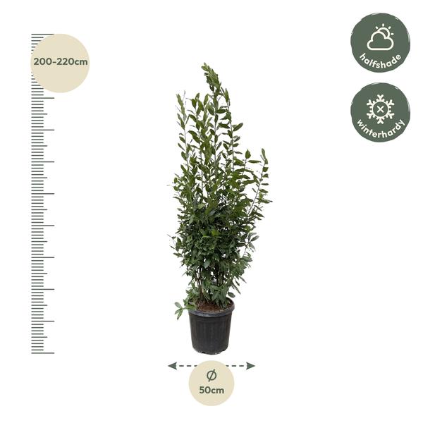 Laurus Nobilis struik - 210 cm - ø50  BotanicBridge