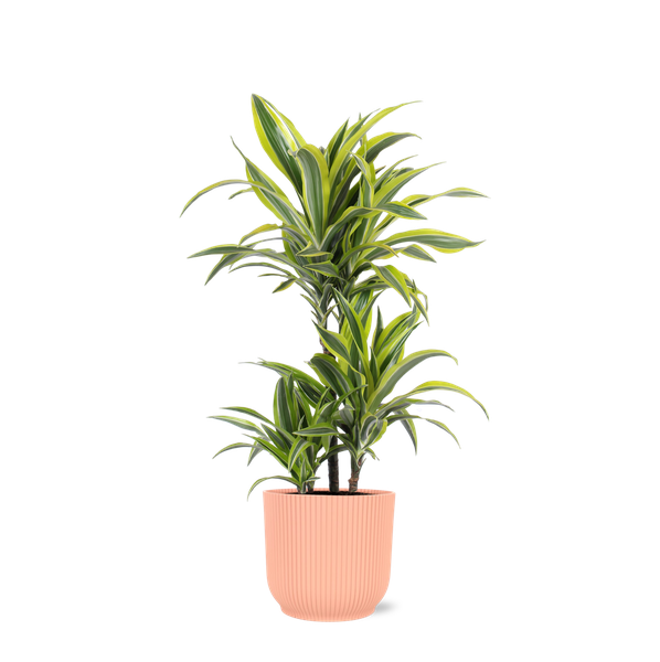 Dracaena Lemon Lime Ø21cm - ↕65cm in Vibes ROZE pot  BotanicBridge