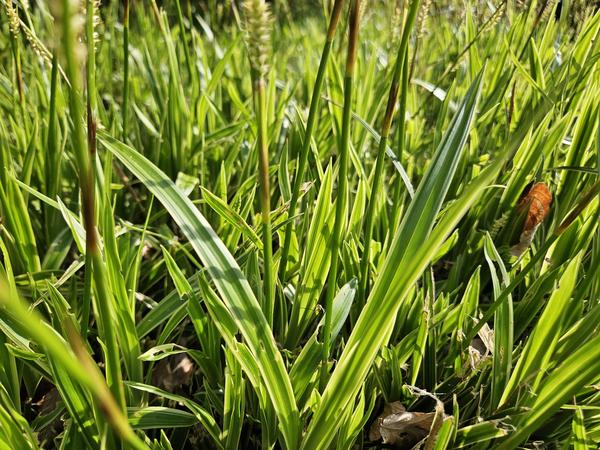 Carex morrowii 'Aureovariegata'  - ↕10-25cm - Ø9cm - 40x  BotanicBridge