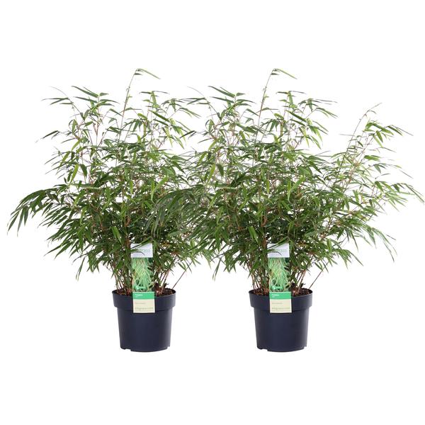 2x Fargesia rufa - ↨60cm - Ø19  BotanicBridge