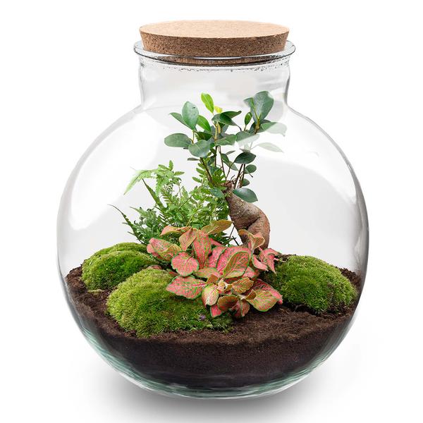 DIY terrarium - Bolder Bob Bonsai - ↕ 30 cm - Normal  BotanicBridge