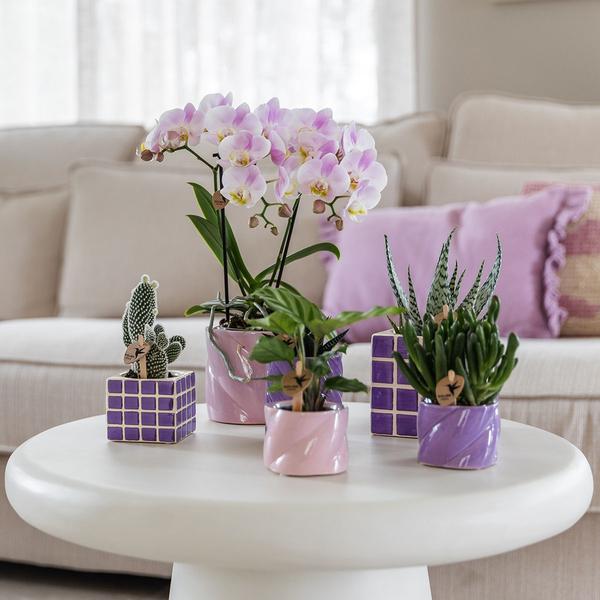 Kolibri Home | Mosa sierpot - Lilac - Ø9cm  BotanicBridge