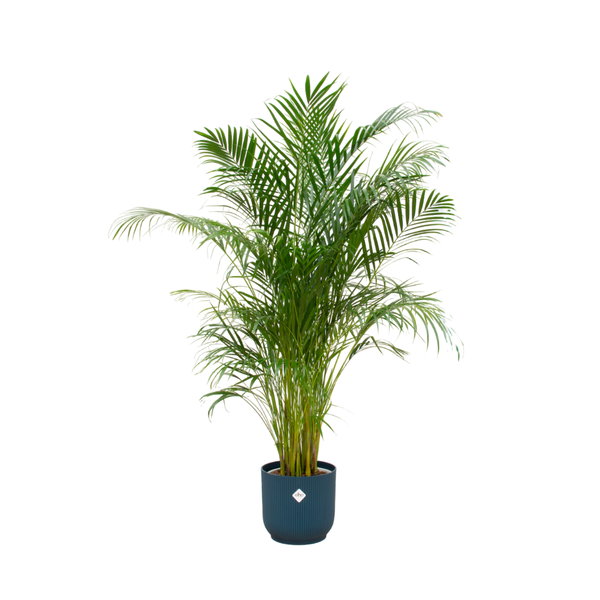 Combi deal - Areca palm inclusief elho Vibes Fold Round blauw Ø30 - 180 cm  BotanicBridge