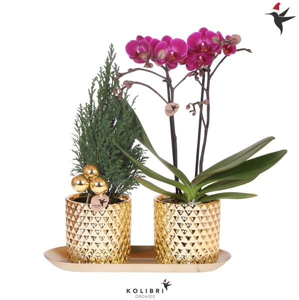 Kolibri Company | Plantenset Diamond Pearl Kerst Goud | Paarse Phalaenopsis Orchidee Morelia + Mini Kerstboom incl. keramieken sierpotten op dienblad  BotanicBridge