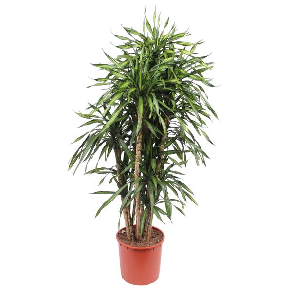 Dracaena Riki - 170 cm - ø34  BotanicBridge