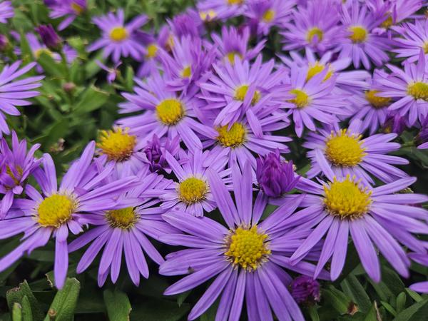 Aster (D) 'Prof. Anton Kippenberg'  - ↕10-25cm - Ø9cm - 6x  BotanicBridge