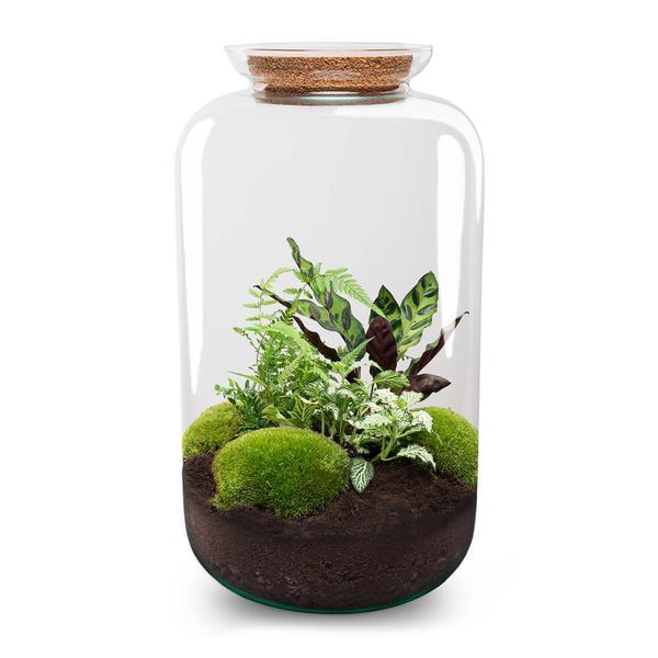 DIY terrarium - Botanical Sven XL - ↕ 43 cm - Normal  BotanicBridge