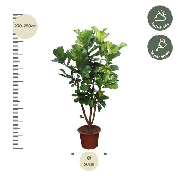 Ficus Lyrata vertakt - 240 cm - ø50  BotanicBridge