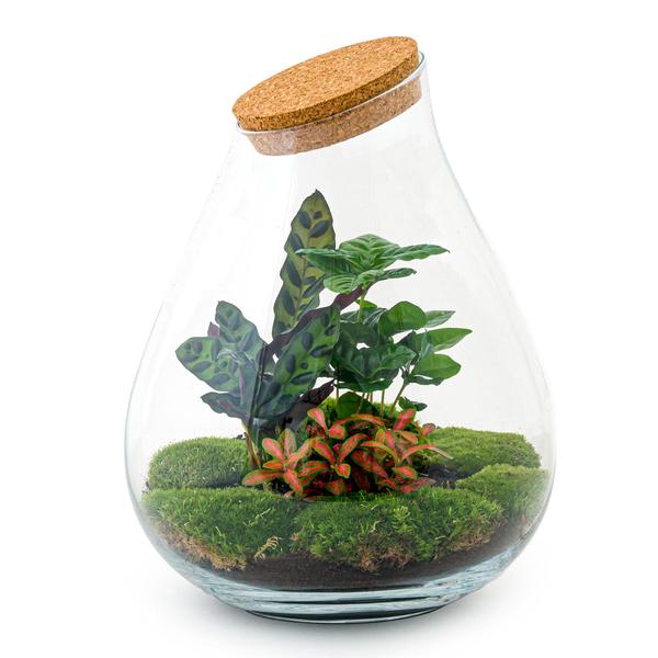 DIY terrarium - Drop XL Rood - ↕ 37 cm - Normal  BotanicBridge