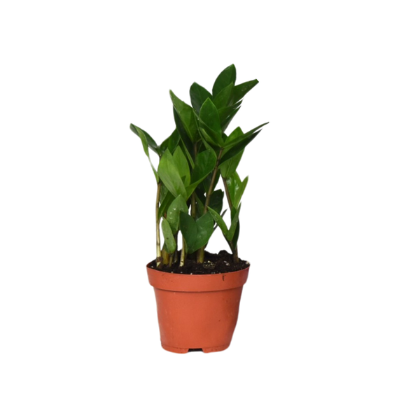 Zamioculcas - Ø12cm - ↕30cm  BotanicBridge