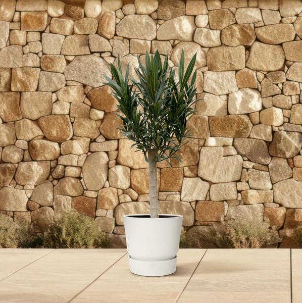 Nerium Oleander op stam met rode bloem - 110cm - Ø22  BotanicBridge