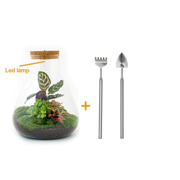 DIY terrarium - Sam Calathea with Light - ↕ 30 cm - Rake + Shovel  BotanicBridge