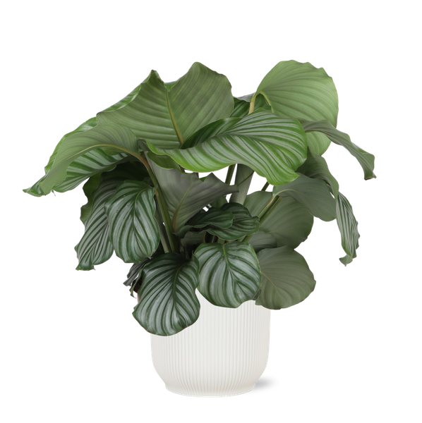 Calathea Orbifolia Ø21cm - ↕70cm in Vibes WIT pot  BotanicBridge