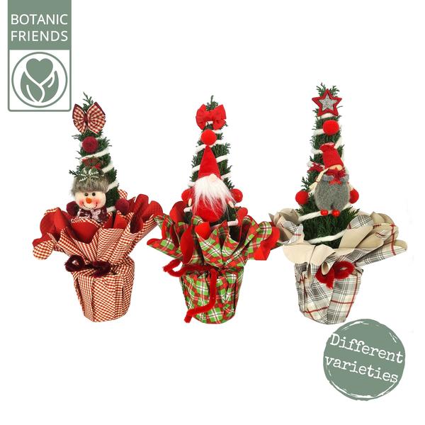 Chamaecyparis Ellwoodii Christmas Friends - 3 stuks - Ø11cm - ↕35cm  BotanicBridge