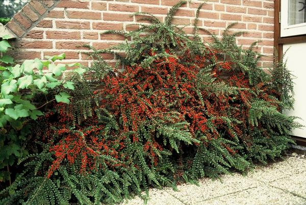 Cotoneaster horizontalis - ↕10-25cm - Ø9cm - 6x  BotanicBridge