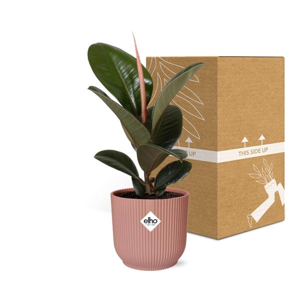 Ficus Elastica ‘Robusta’ in ELHO Vibes Fold 14cm roze  BotanicBridge