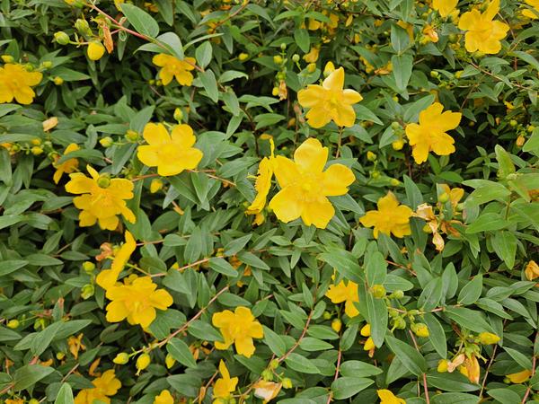 Hypericum dummeri 'Peter Dummer' - ↕10-25cm - Ø9cm - 12x  BotanicBridge