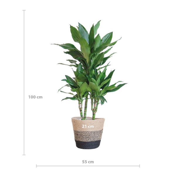 Dracaena  Janet Lindt met Mand Lissabon zwart - 95cm - Ø21  BotanicBridge