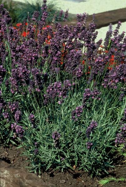 Lavandula ang. 'Munstead' - ↕10-25cm - Ø9cm - 6x  BotanicBridge