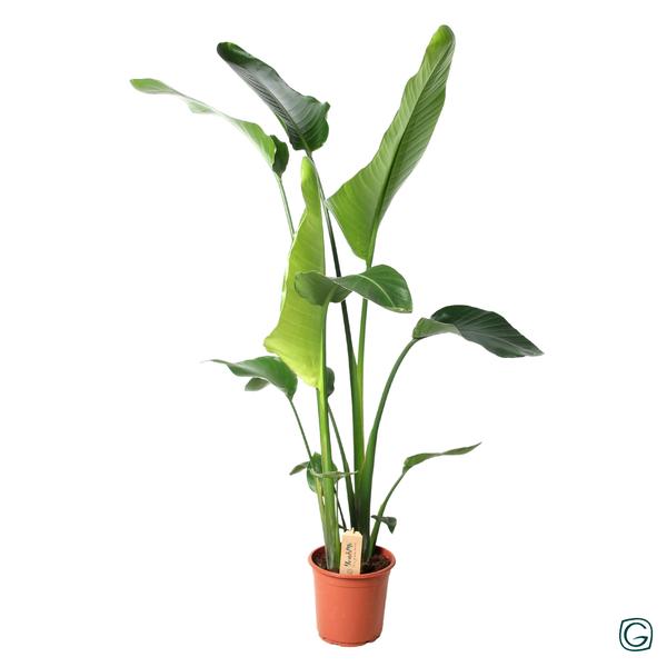 Strelitzia Nicolai - Ø21cm - ↕100cm  BotanicBridge