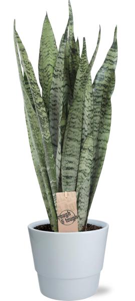 Sansevieria Zeylanica - Ø17cm - ↕70cm + Pot Basic D18x15cm - Wit  BotanicBridge