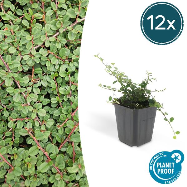 Cotoneaster pr. 'Queen of Carpets' - ↕10-25cm - Ø9cm - 12x  BotanicBridge