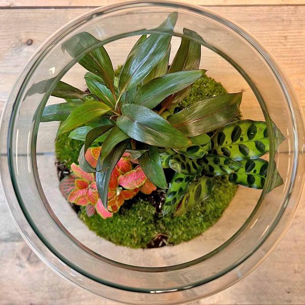 DIY terrarium - Milky Palm - ↕ 30 cm  BotanicBridge