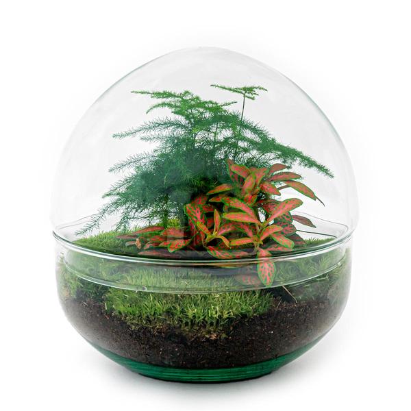 DIY terrarium - Dome Red - ↕ 20 cm - Rake + Shovel + Tweezer + Scissors  BotanicBridge