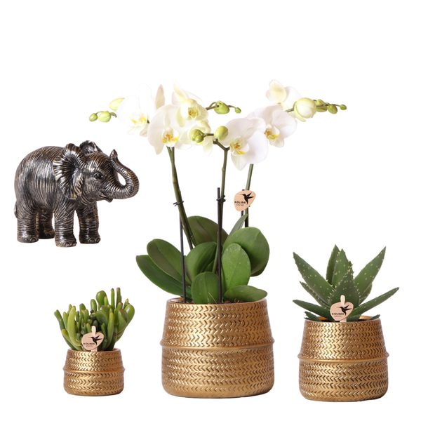 Kolibri Company | Plantenset Groove | Witte Phalaenopsis Orchidee Ghent en Succulenten incl. keramieken sierpotten  BotanicBridge