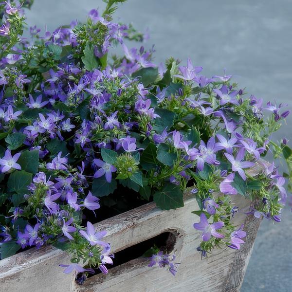 Campanula poscharskyana 'Stella' - ↕10-25cm - Ø9cm - 20x  BotanicBridge