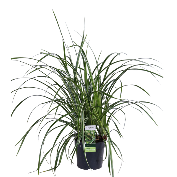 3x - Carex morrowii 'Ice Dance' - ↨30cm - Ø14  BotanicBridge