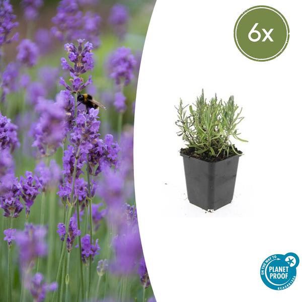 Lavandula ang. 'Munstead' - ↕10-25cm - Ø9cm - 6x  BotanicBridge