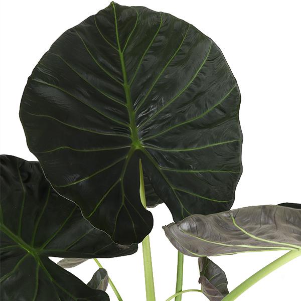 Alocasia Regal Shield Ø24cm - ↕110cm in Boule ANTRACIET pot  BotanicBridge