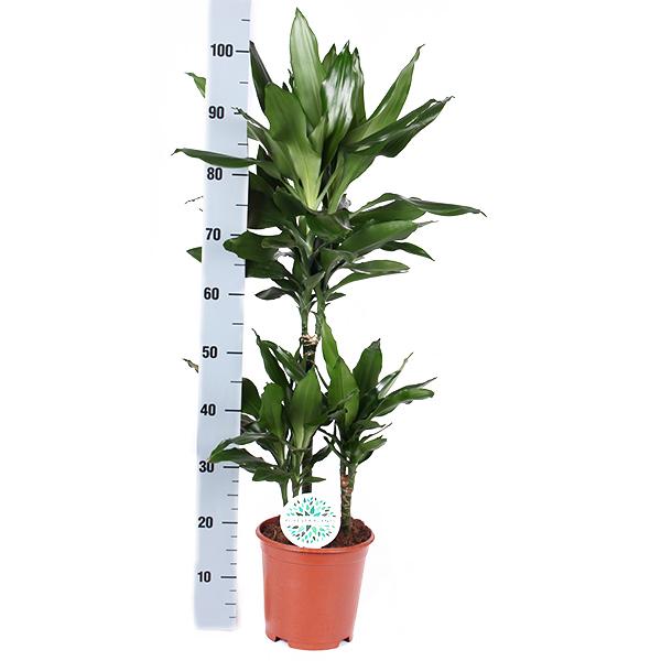 Dracaena Janet Lind Ø21cm - ↕90cm in Boule WIT pot  BotanicBridge