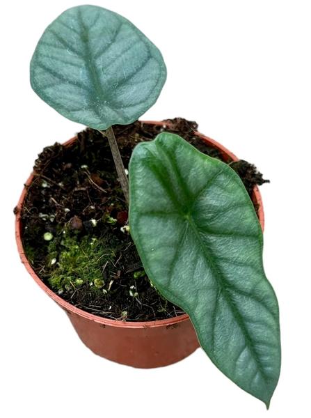 Alocasia Heterophylla Corazon - Ø10,5cm - ↕15cm  BotanicBridge