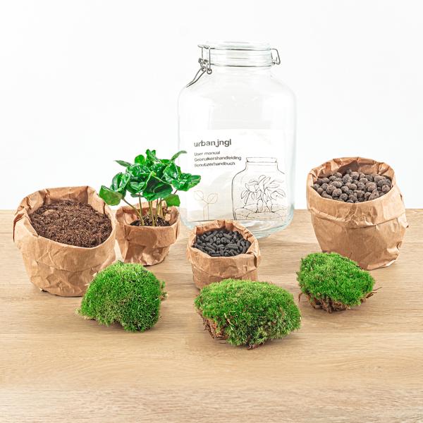 DIY terrarium - Jar - Coffea Arabica - ↕ 28 cm - Rake + Shovel + Tweezer  BotanicBridge