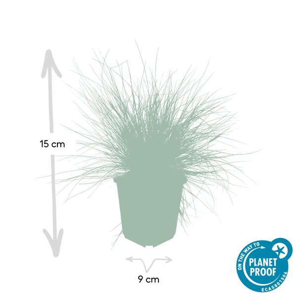 Festuca glauca 'Elijah Bleu' - ↕10-25cm - Ø9cm  - 20x  BotanicBridge