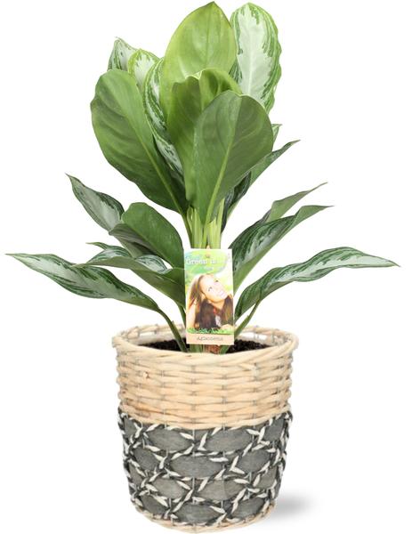 Aglaonema Silver Bay - Ø17cm - ↕55cm + Lexi Pot D19x19cm - Grijs  BotanicBridge