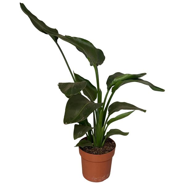 Strelitzia Nicolai 2pp - Ø17cm - ↕65cm  BotanicBridge