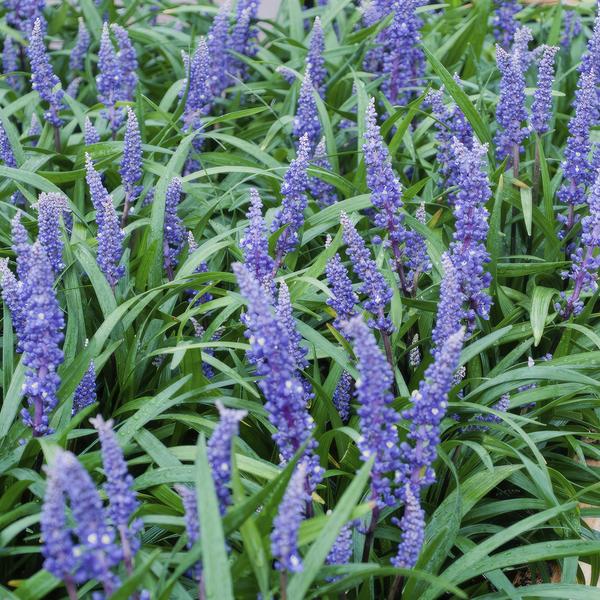 Liriope muscari 'Big Blue' - ↕10-25cm - Ø9cm - 20x  BotanicBridge