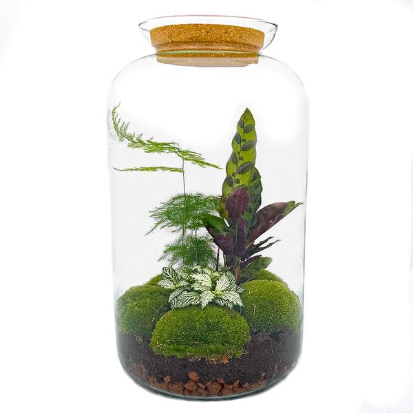 DIY terrarium - Botanical Sven XL - ↕ 43 cm - Rake + Shovel  BotanicBridge