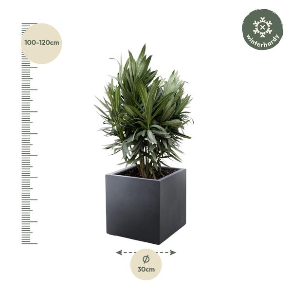 Nerium Oleander struik met rode bloem - 130cm- Ø26  BotanicBridge