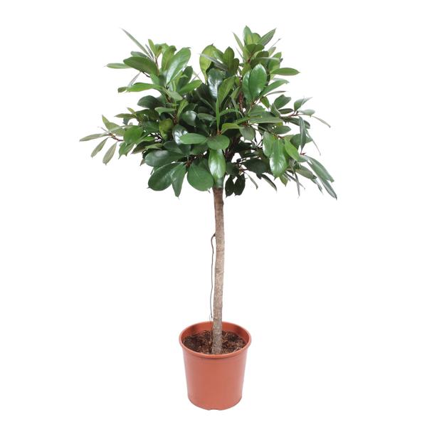 Ficus Cyathistipula boom - 150 cm - ø30  BotanicBridge