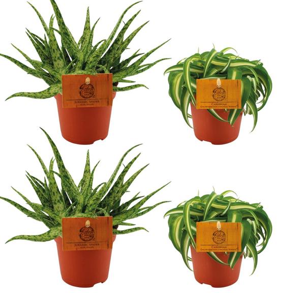 2x Aloe Spider + 2x Chlorophytum Bonnie - 4 stuks - Ø10.5cm - ↕10cm  BotanicBridge